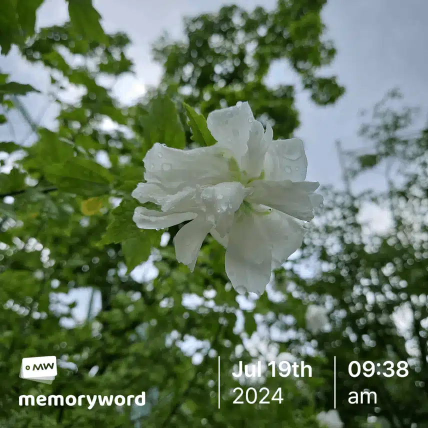동네 학교 담장에 핀 꽃