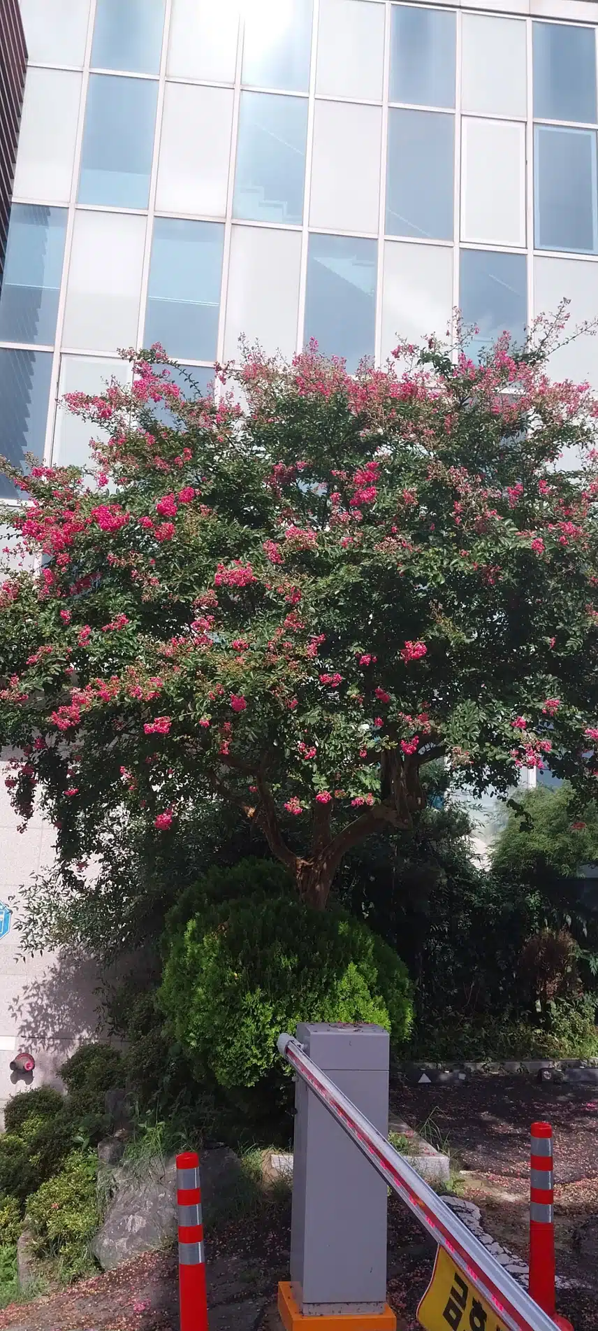 배롱나무(나무백일홍)  종류