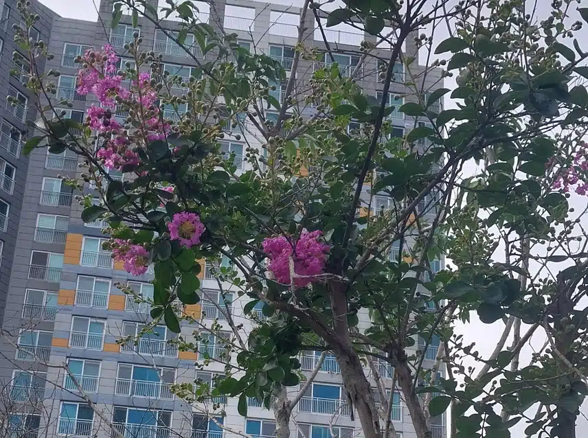 배롱나무(나무백일홍)  종류