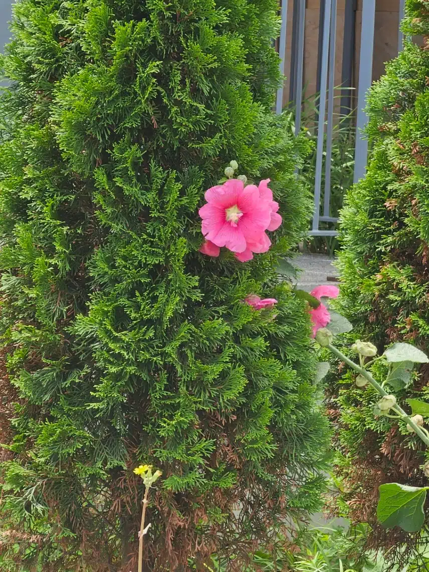 접시꽃