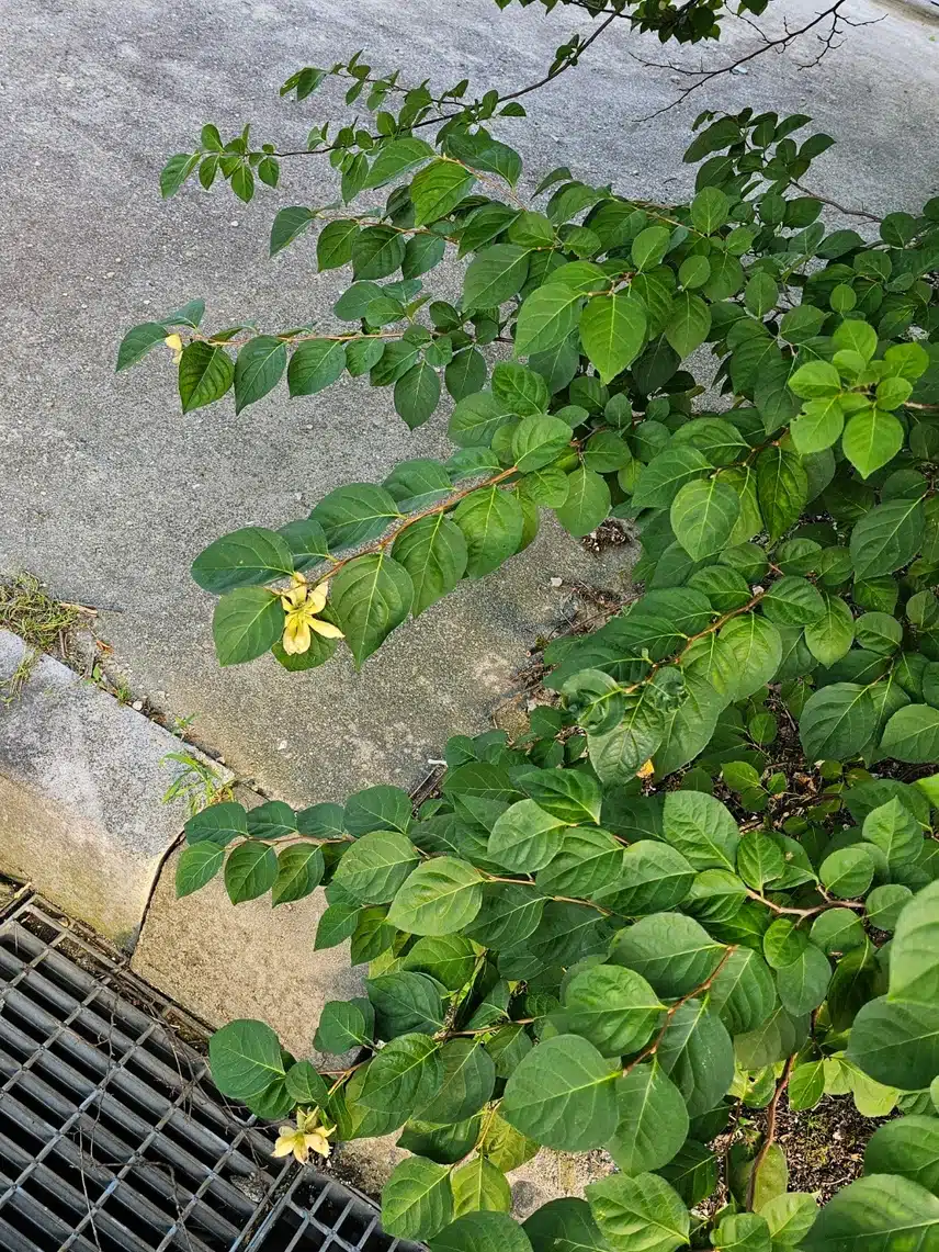무슨꽃?