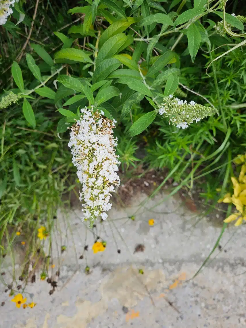 꽃