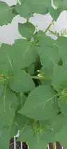 board-img