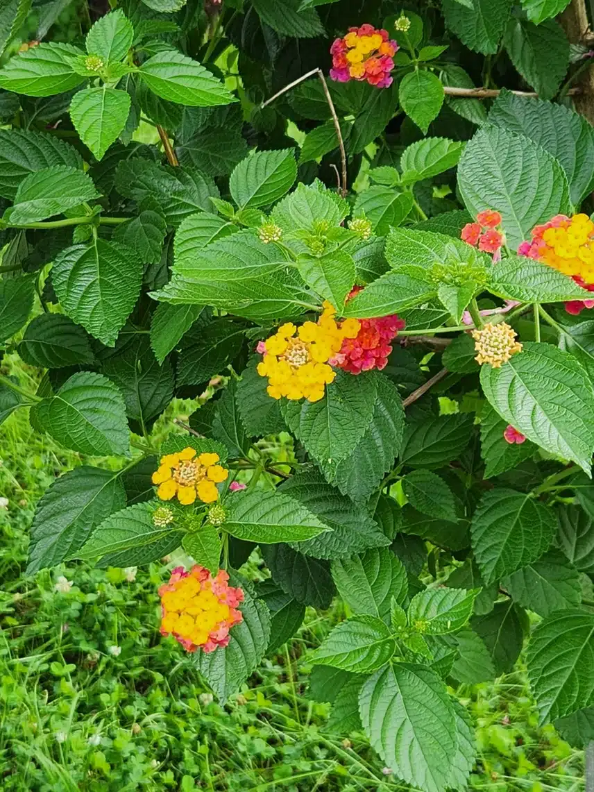오늘도 이름 모르는 꽃