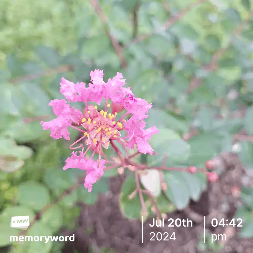 배롱나무 핑크벨로