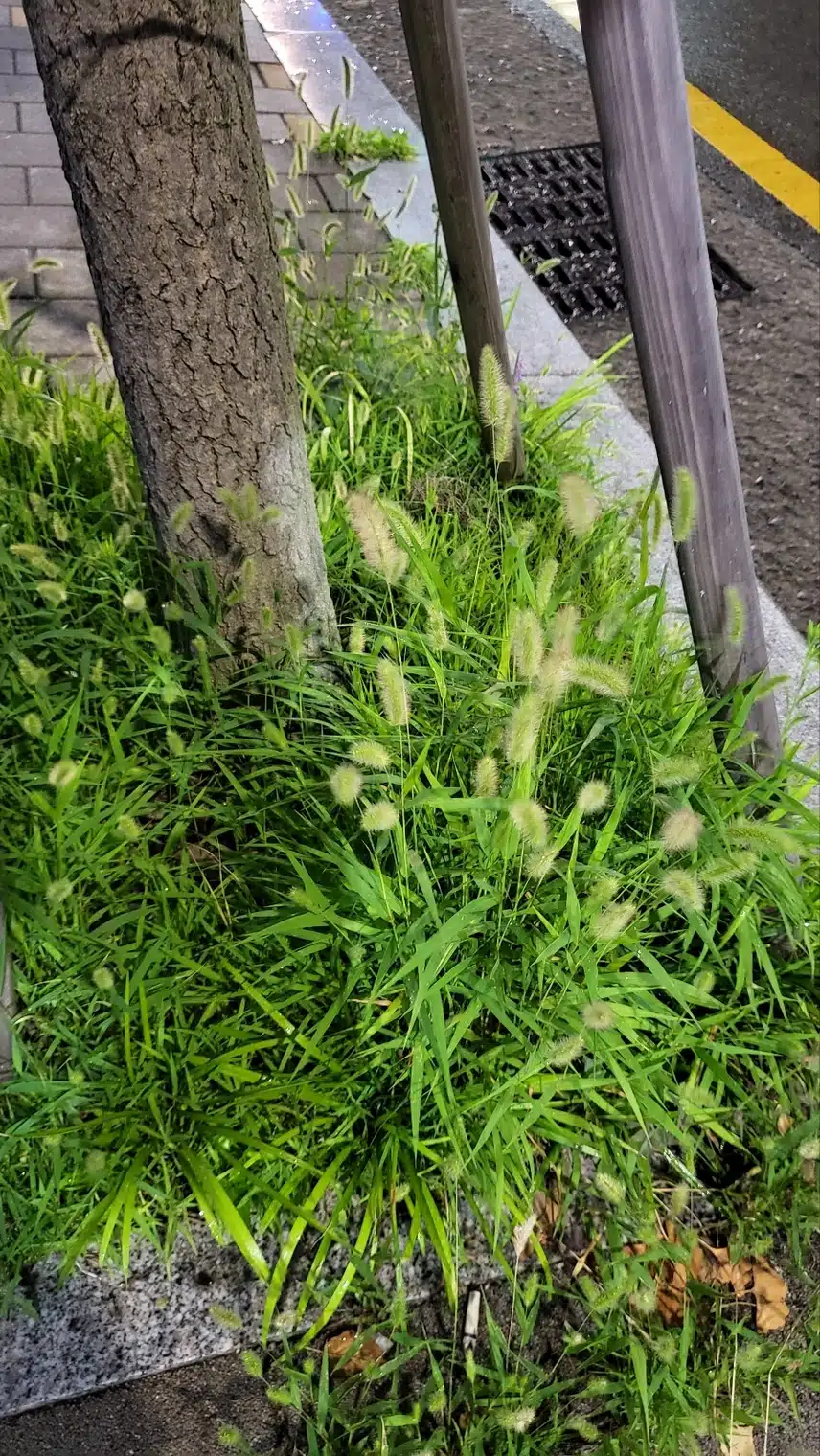 비온뒤