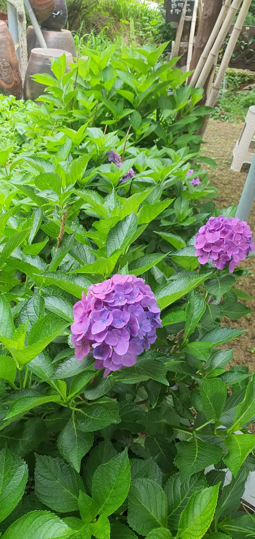 수국