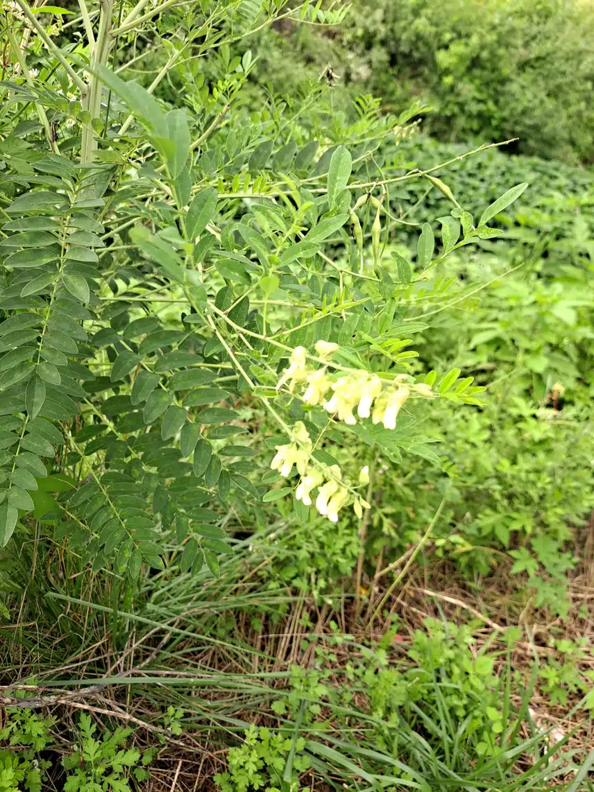 고삼나무 꽃