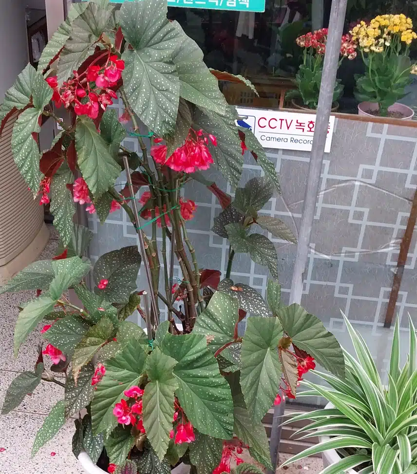 이름 잊어버린 예쁜꽃