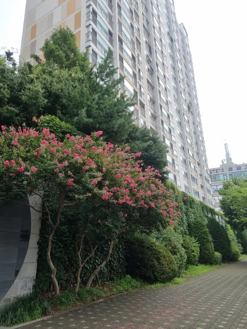 배롱나무