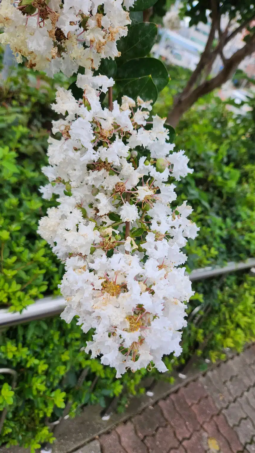 배롱나무 흰꽃