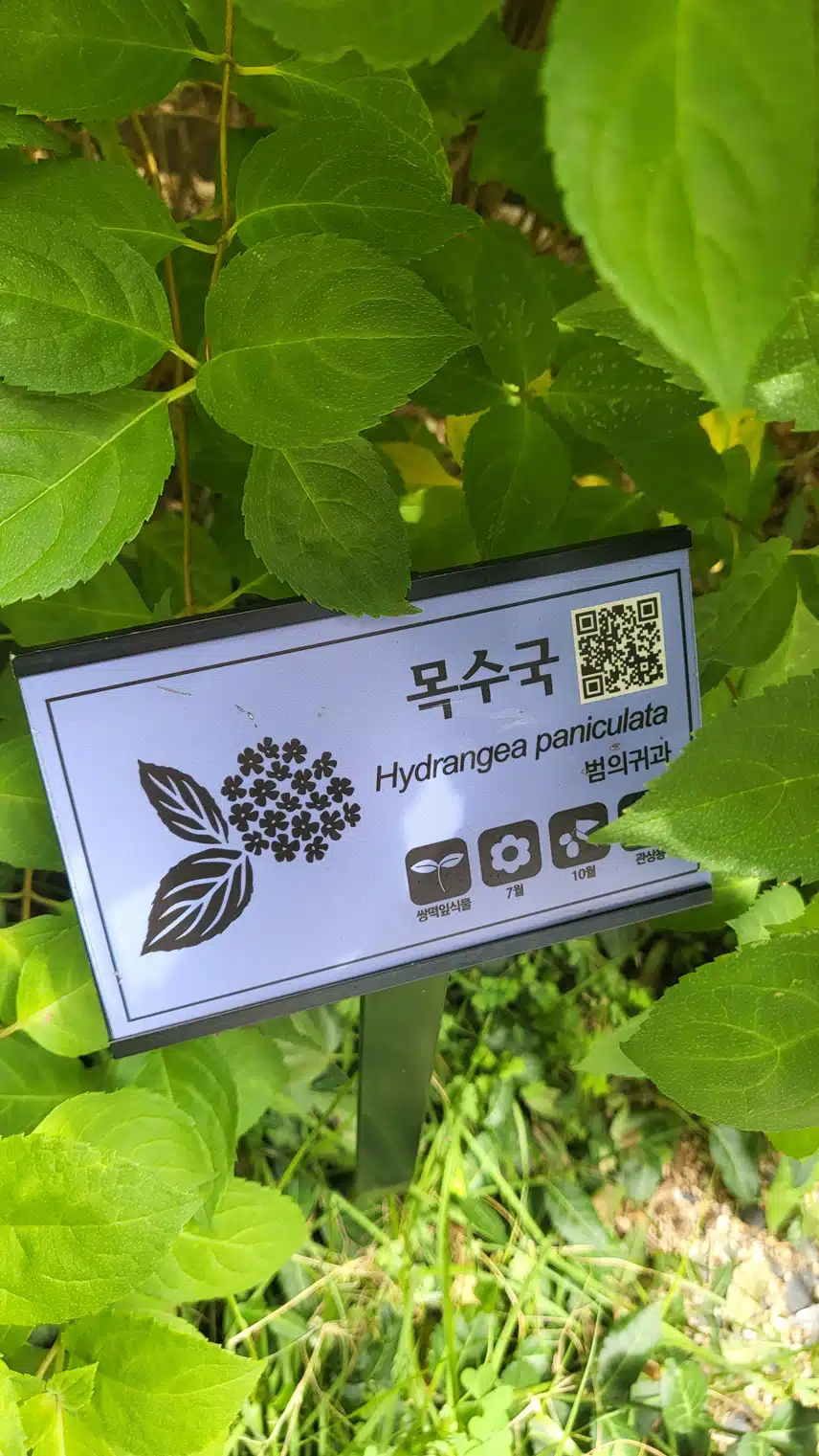 목수국