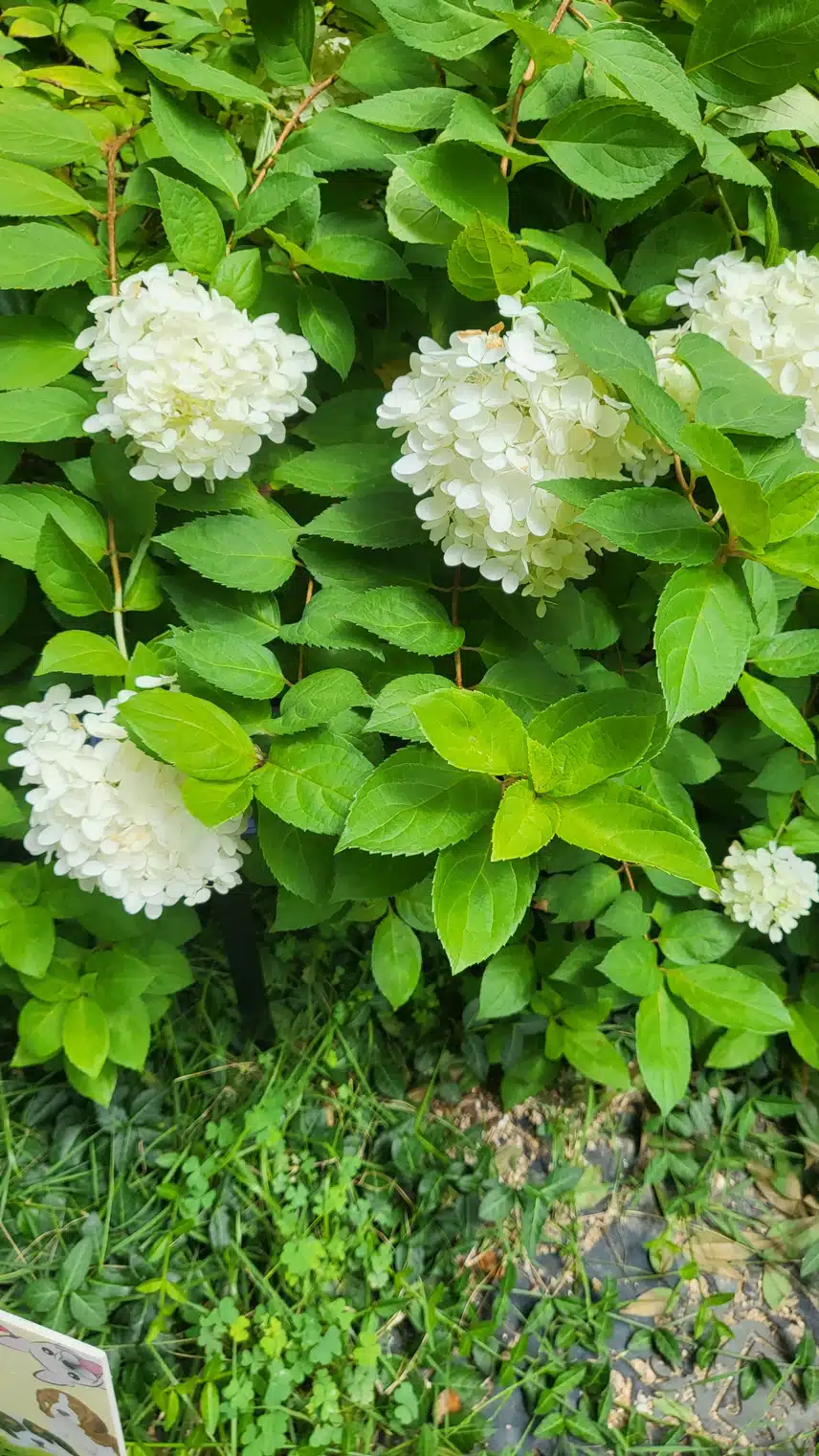 목수국