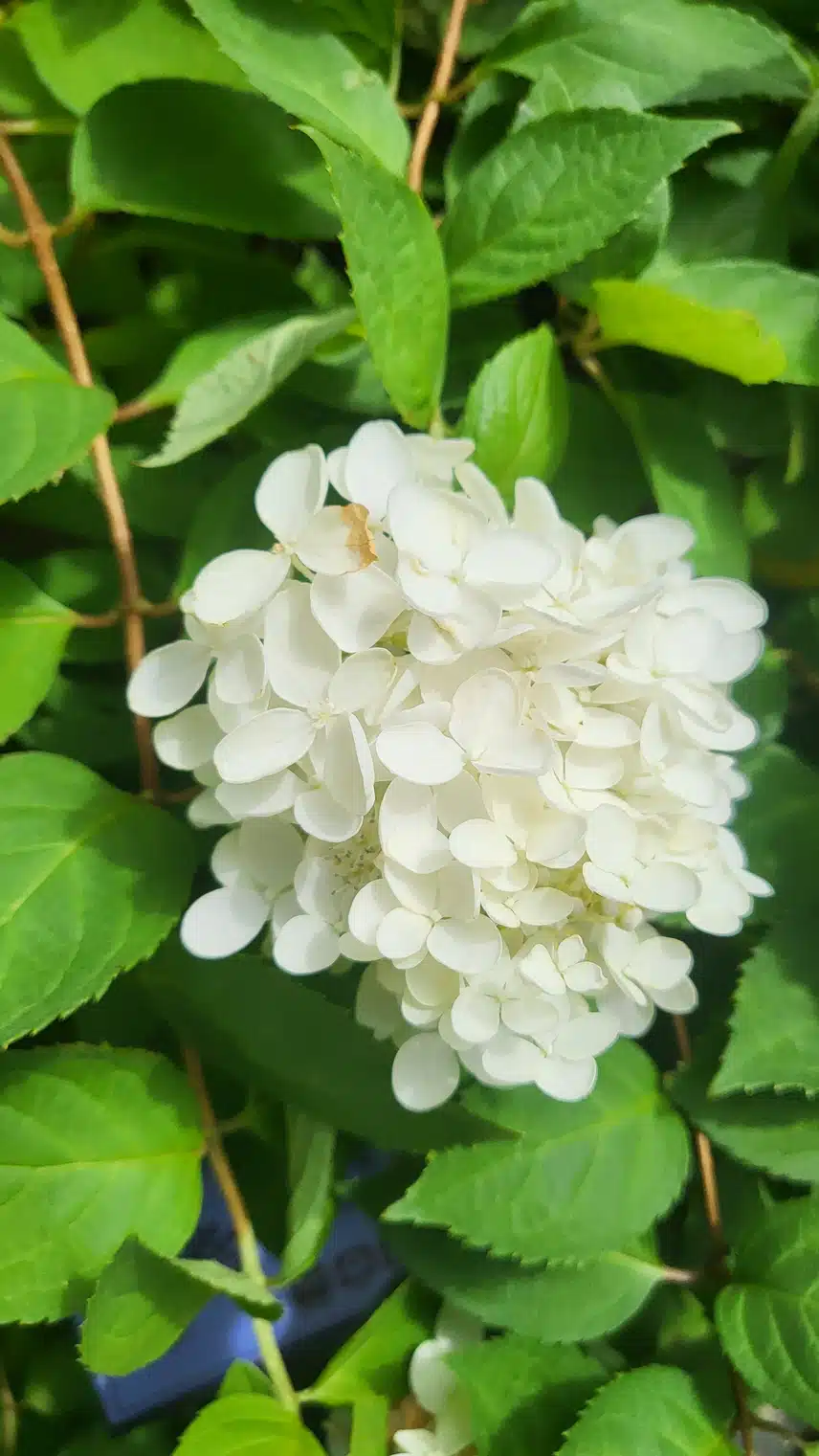 목수국