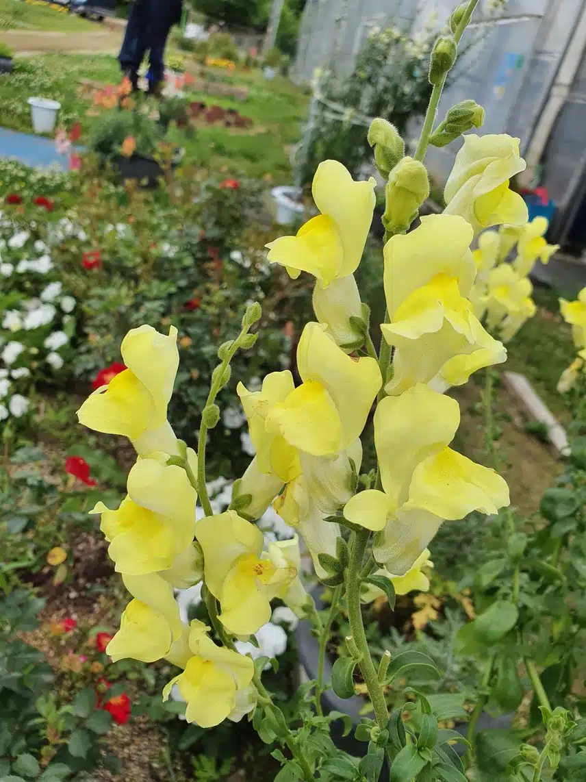 예쁜꽃