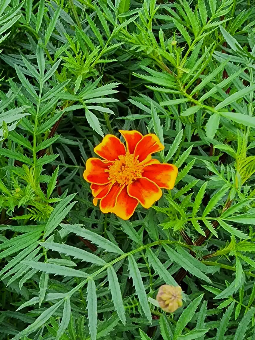 메리골드