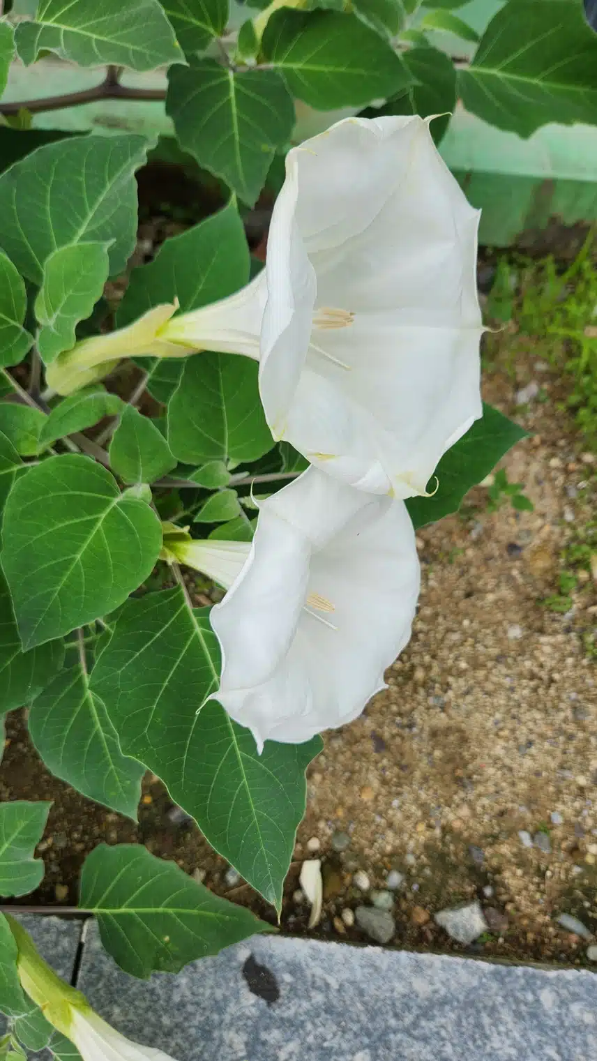 털독말풀 꽃