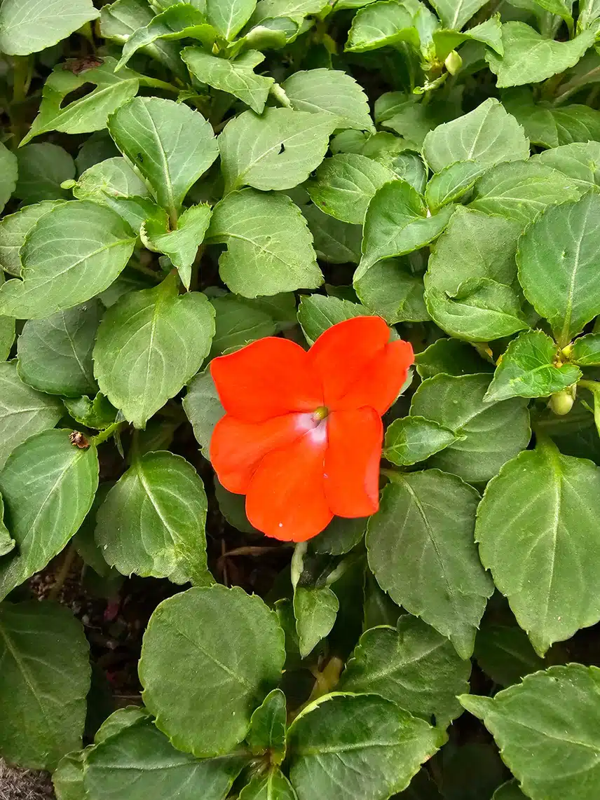 서양봉선화