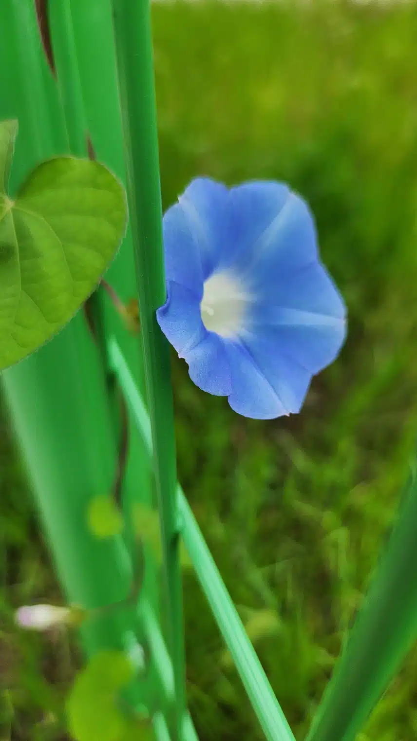 나팔꽃