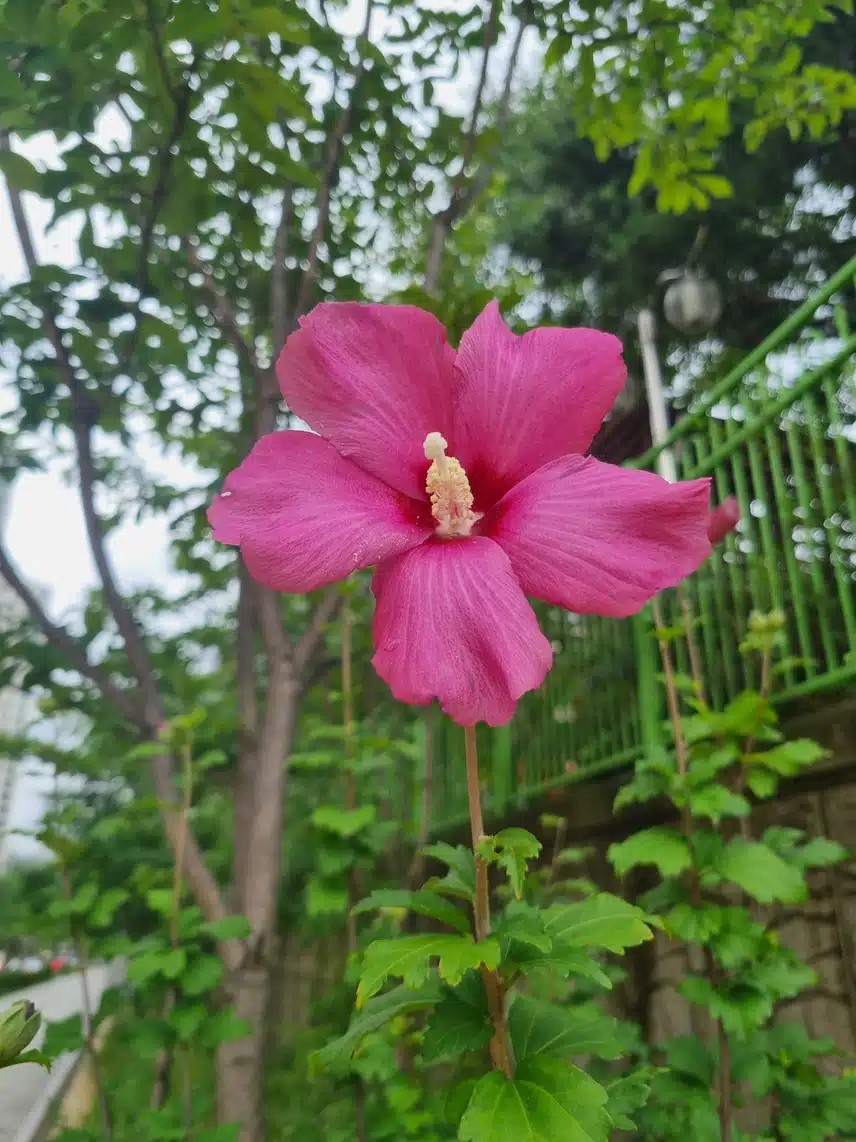 아름다운 무궁화 🌺 