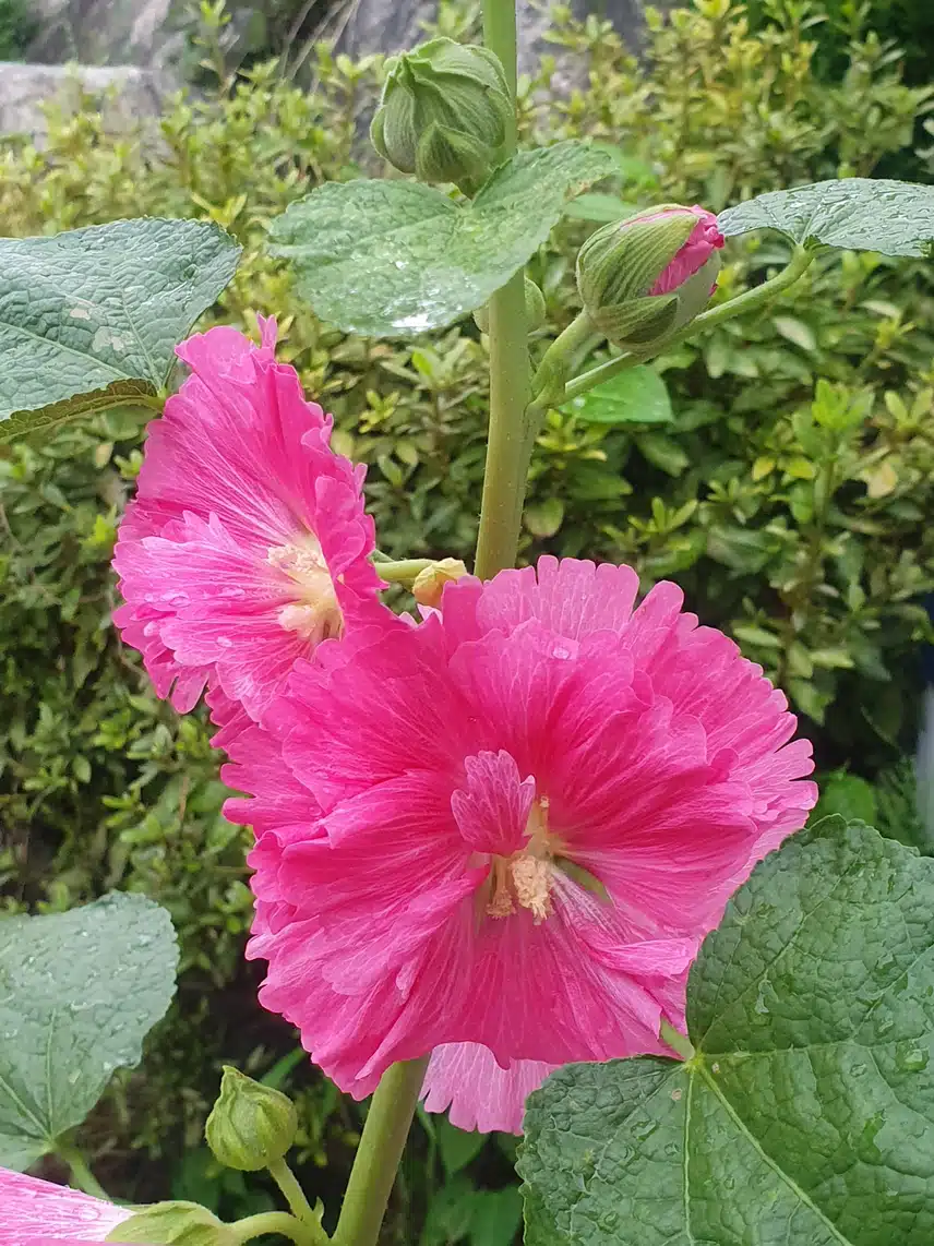접시꽃