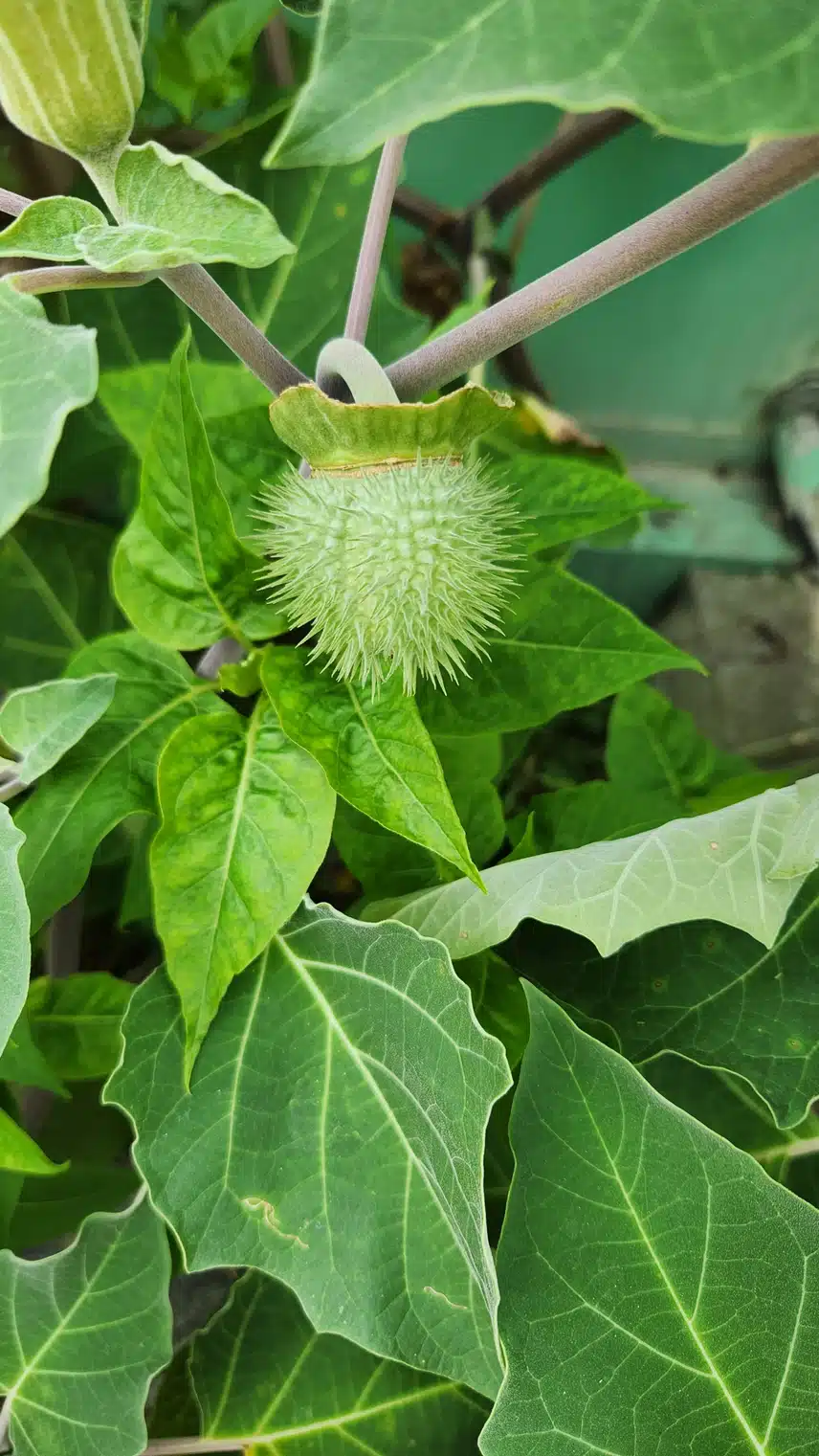 독말풀 열매