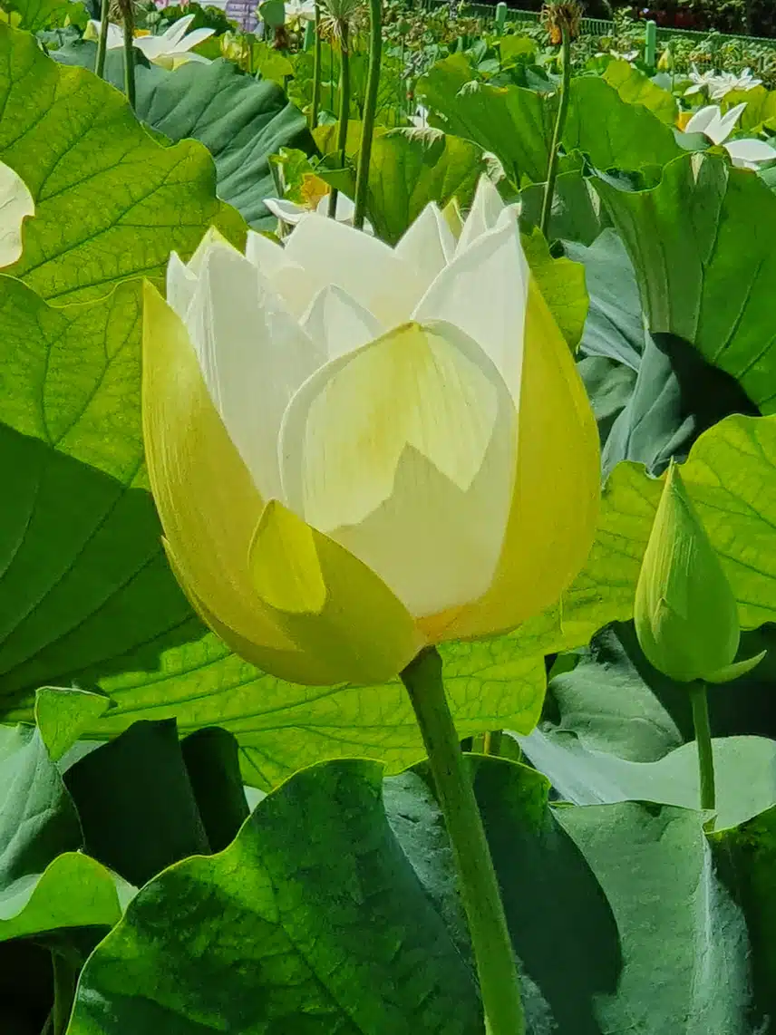 연꽃