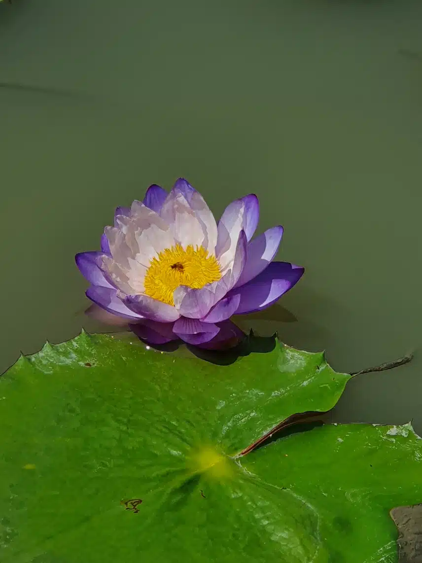 연꽃