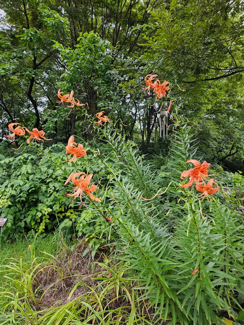 참나리