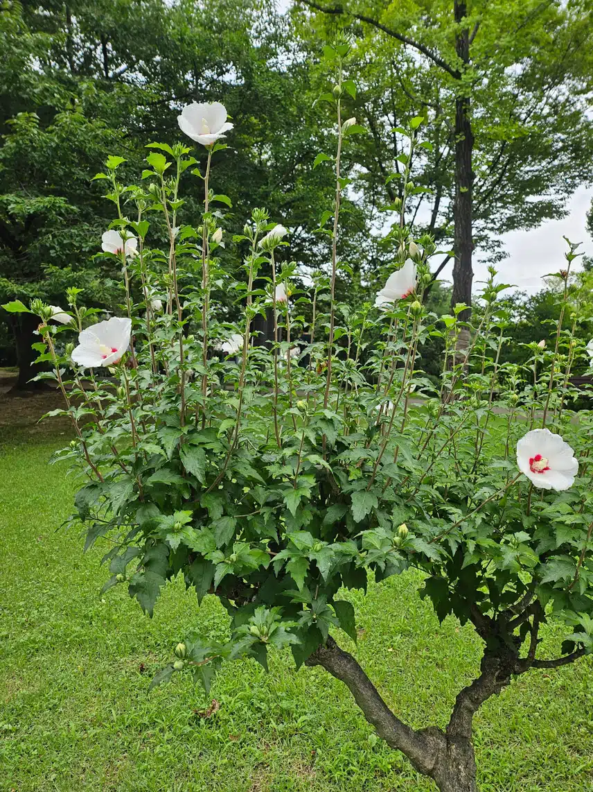 무궁화