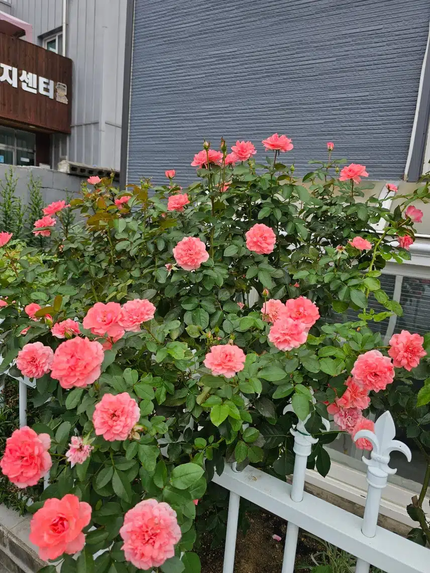 장미