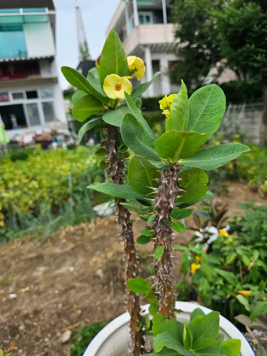 새로운 꽃발견 꽃기린
