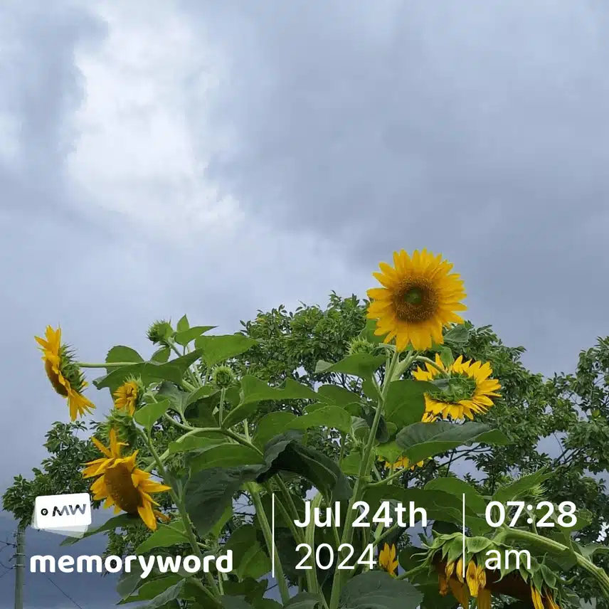 해바라기
