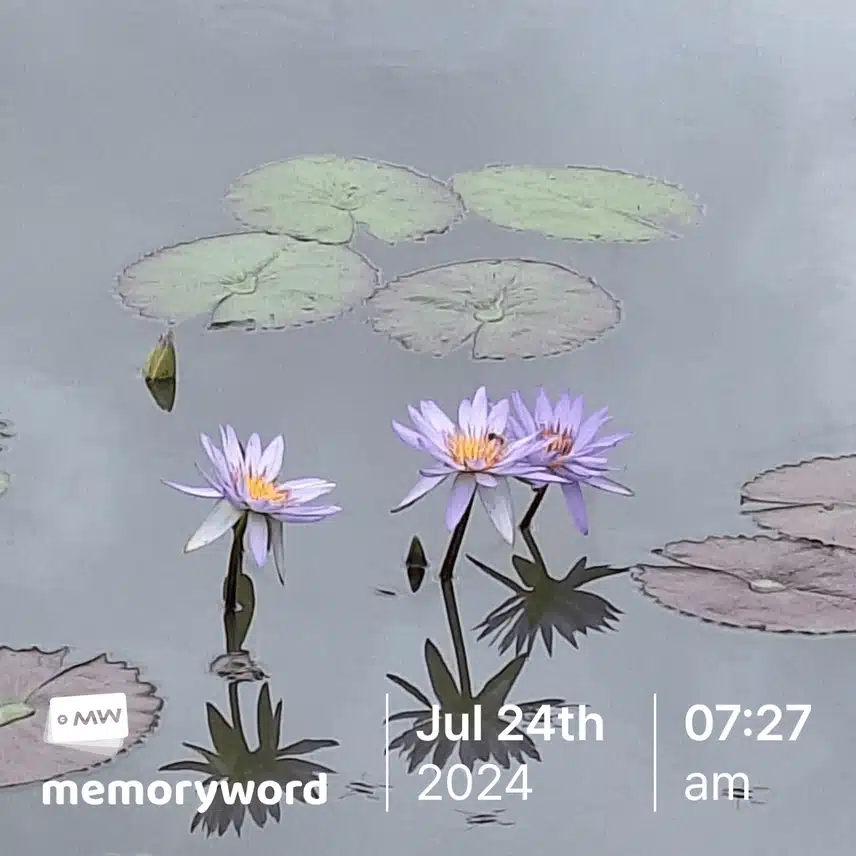 수련1