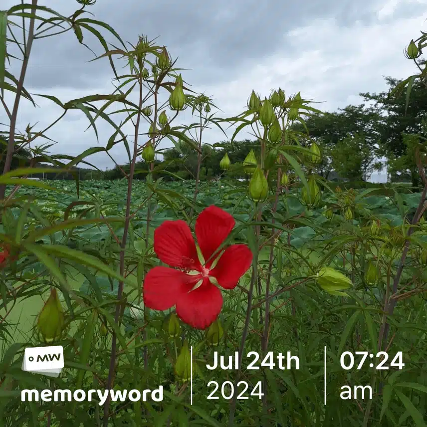 부용화