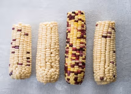 쫀득 고소 달콤~ ‘맛있는 옥수수’ 고르는 팁👍