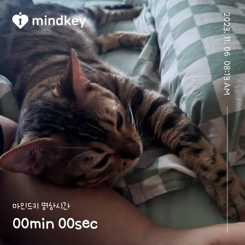 내옆에서 자고 있는냥😻