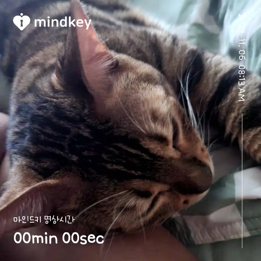 내옆에서 자고 있는냥😻