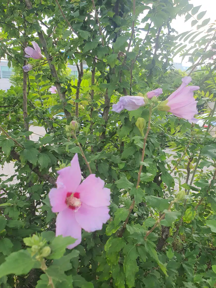 우리나라꽃