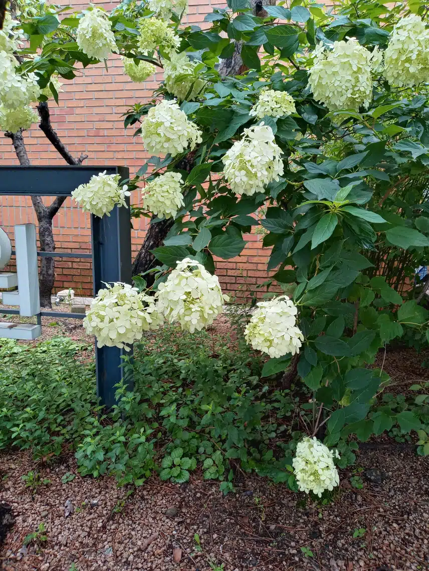 수국꽃