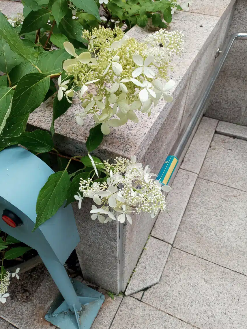 담장 등수국