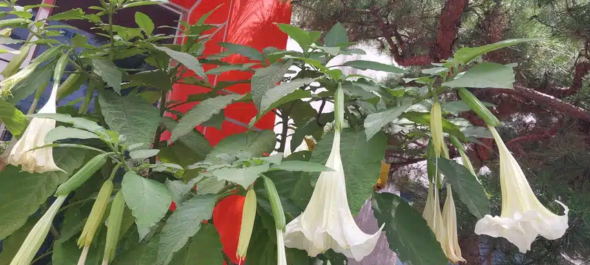 천사나팔