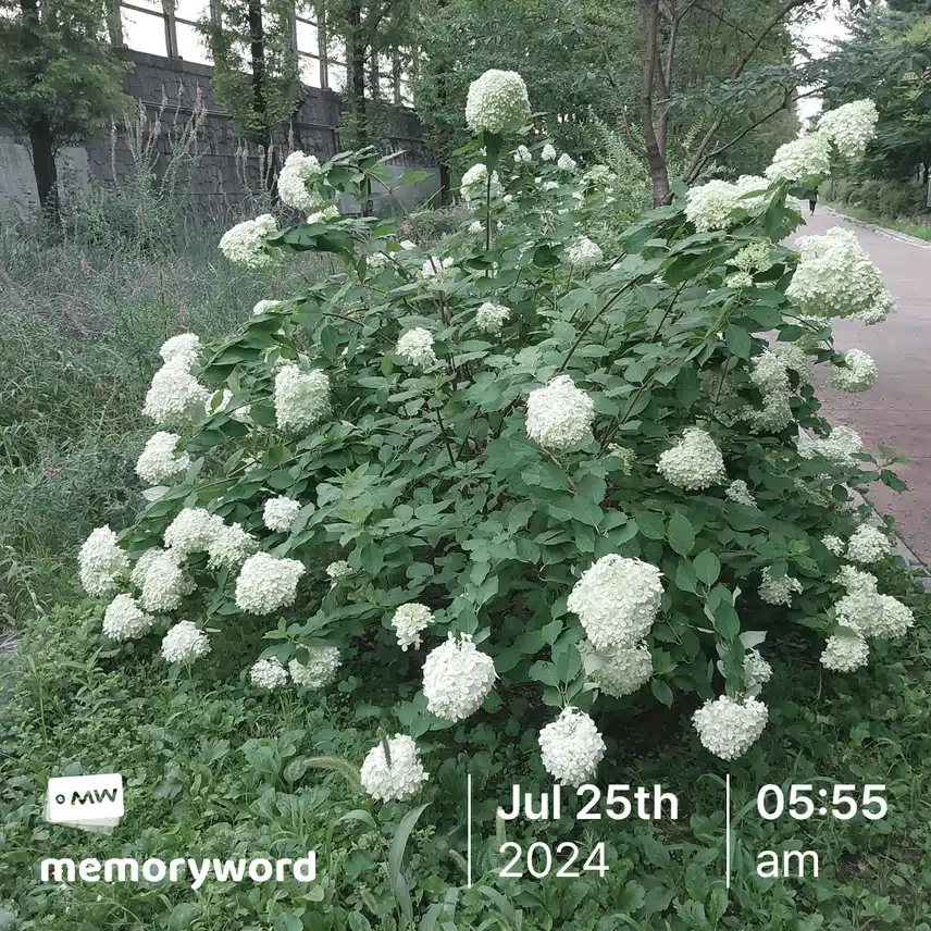 나무 수국