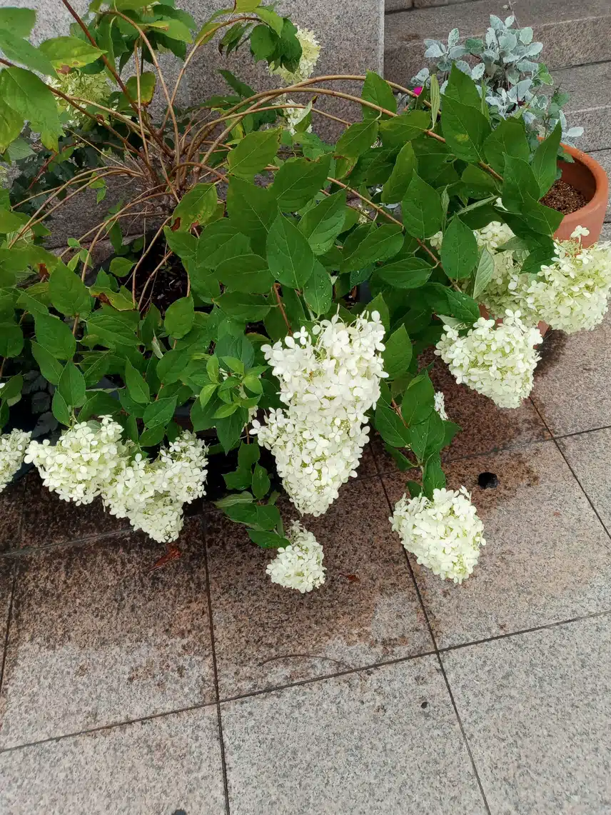 수국의 한종류