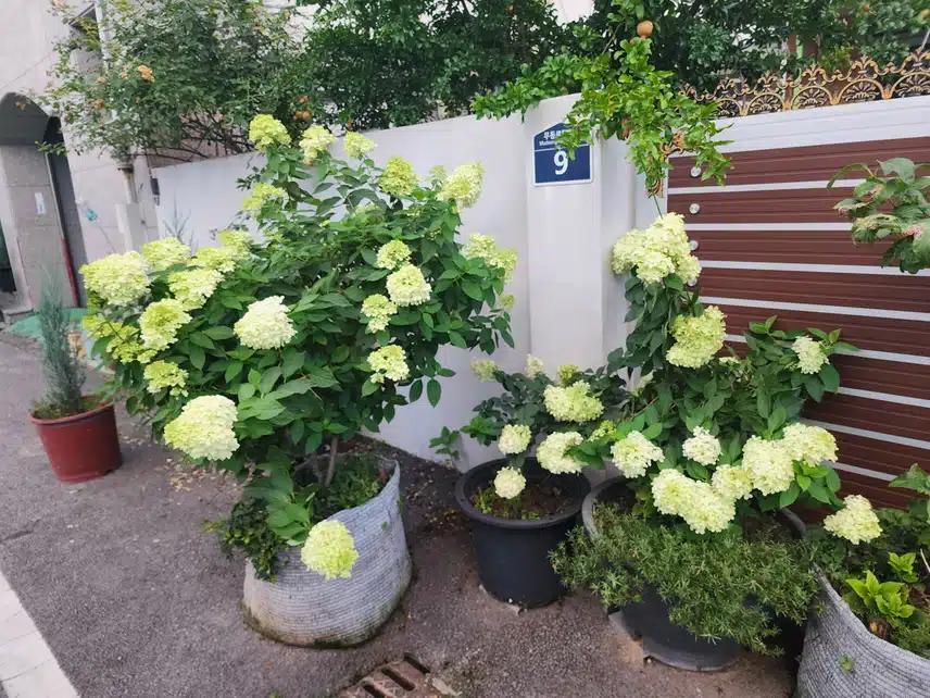 목수국