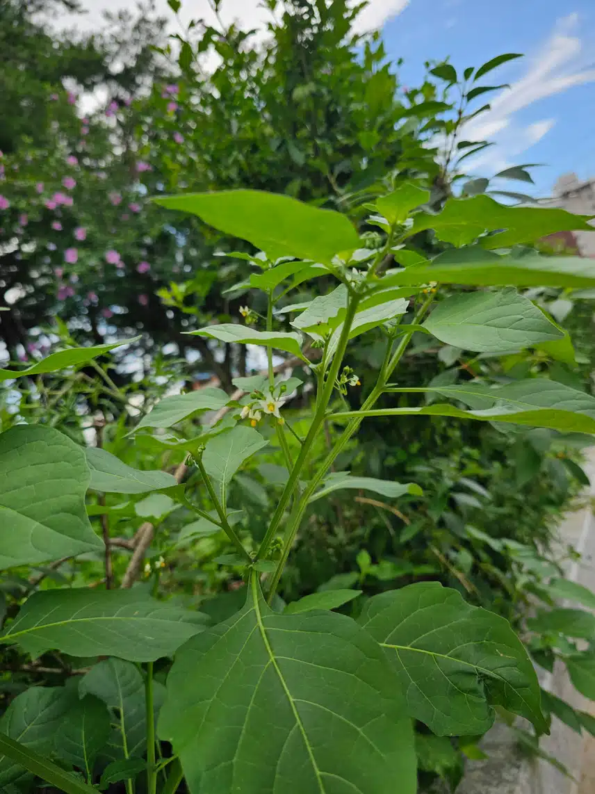 까마중꽃