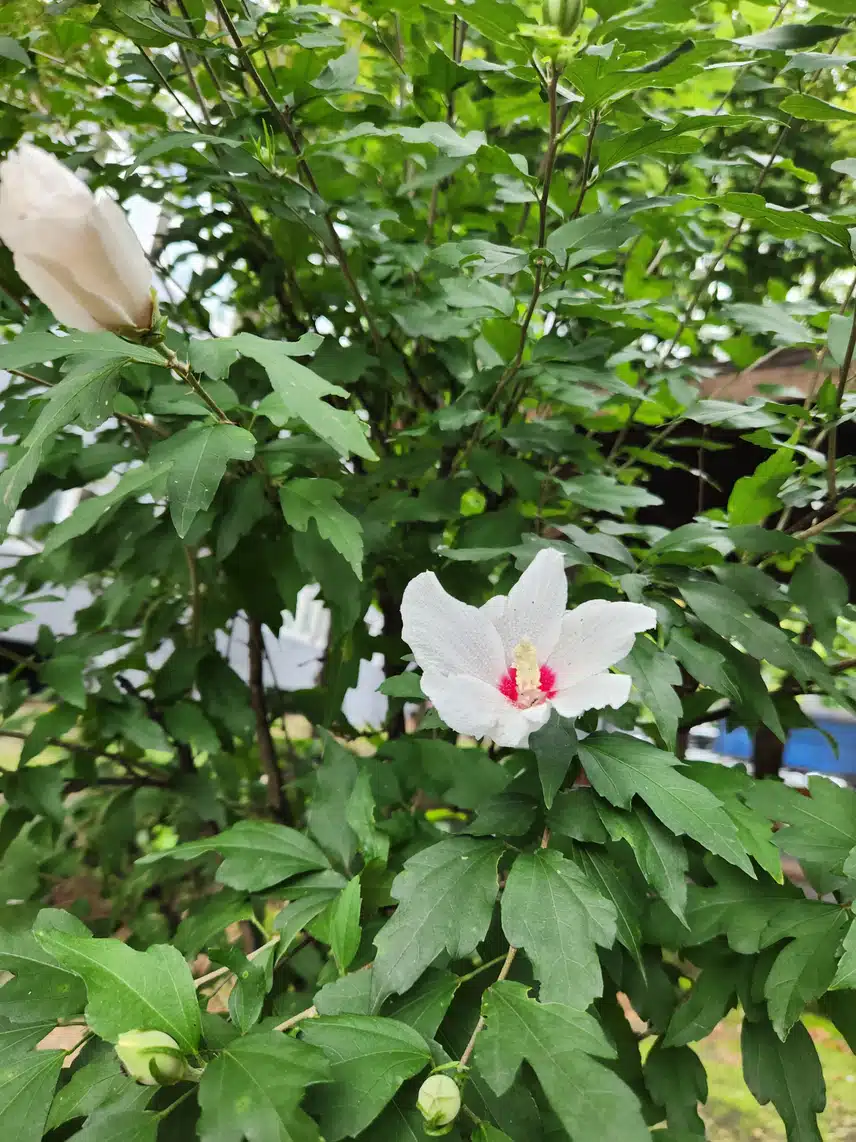하얀 무궁화