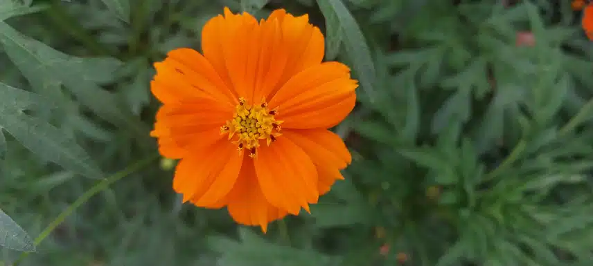 노랑코스모스