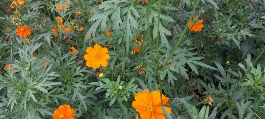 노랑코스모스