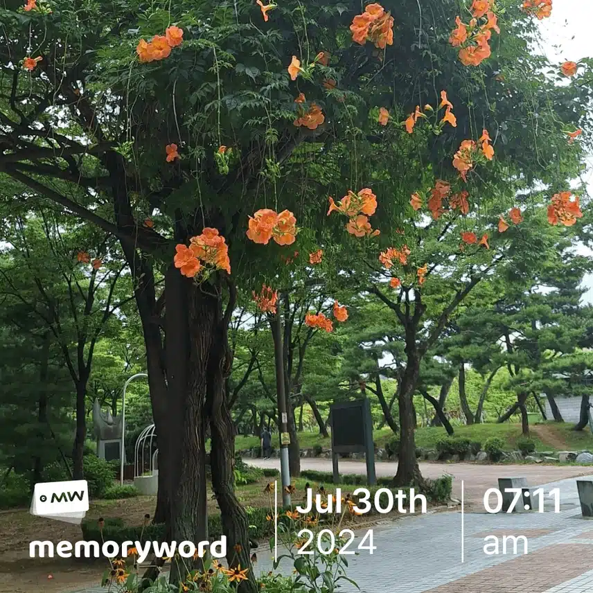 능소화